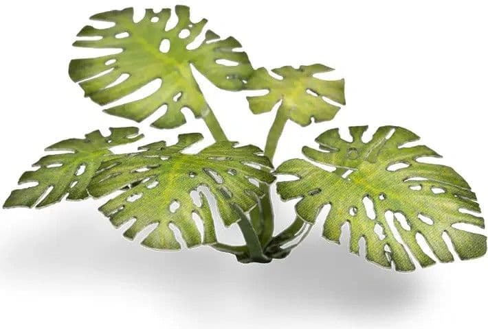 Laser Plants - Monstera