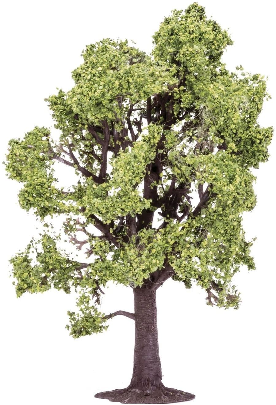 Beech Tree - 13cm - Image 1