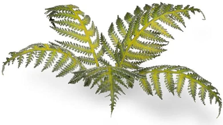Laser Plants - Bracken