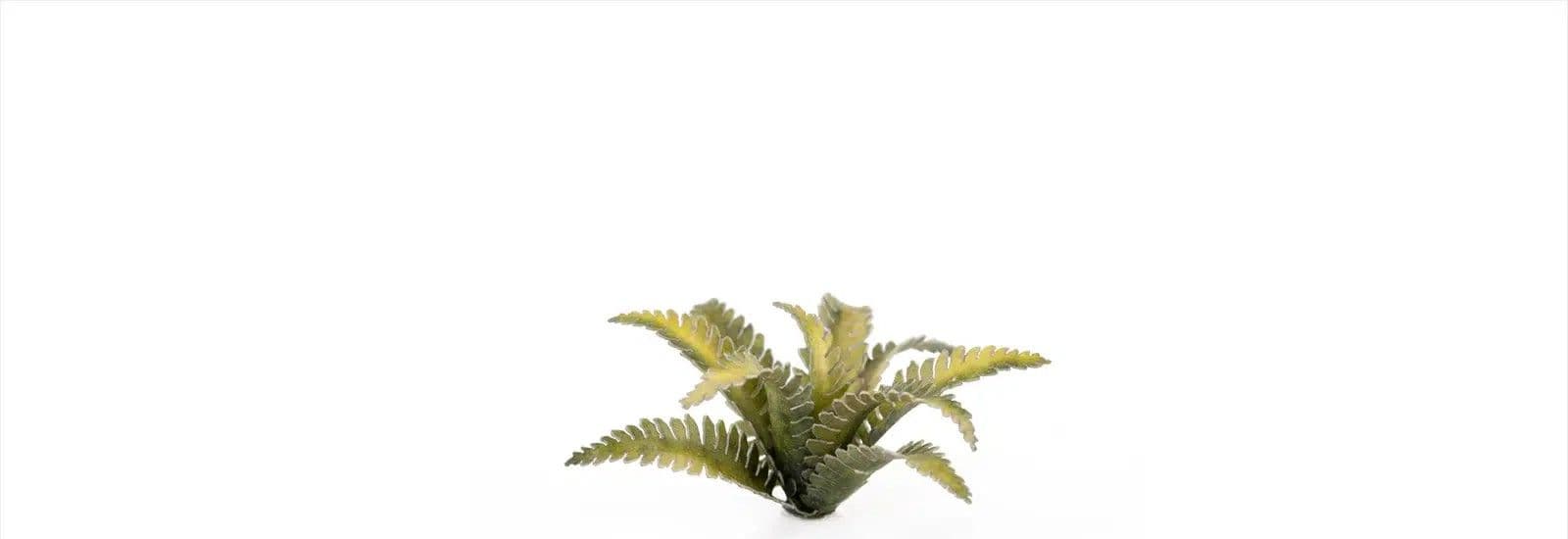 Laser Plants - Deer Fern
