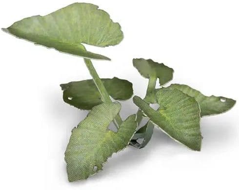 Laser Plants - Elephant Ear - Image 1